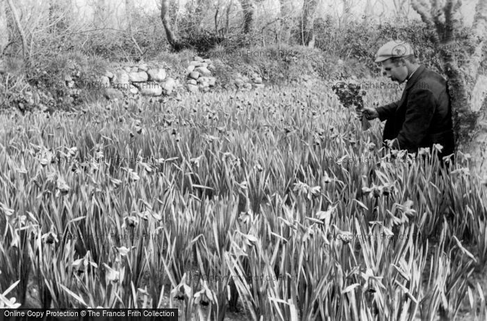 Photo of St Mary's, Flower Farming, Daffodils c.1891