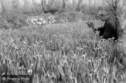 Flower Farming, Daffodils c.1891, St Mary's