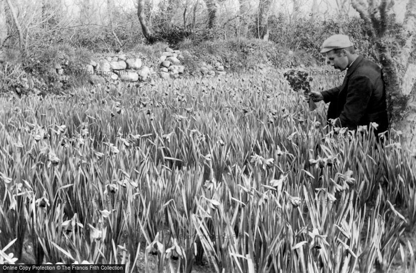 St Mary's, Flower Farming, Daffodils c1891