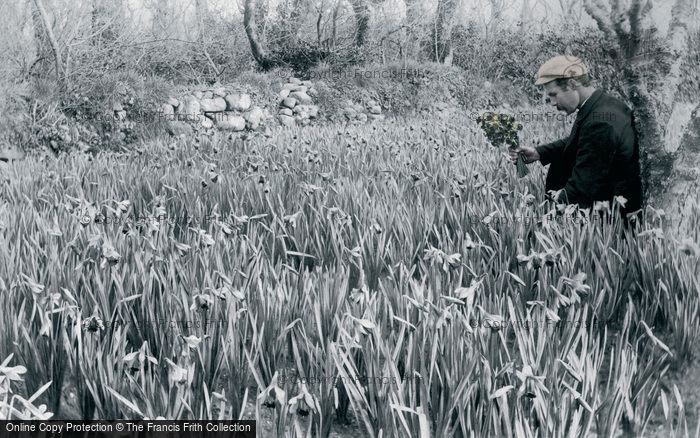 Photo of St Mary's, Flower Farming, Daffodils c.1891