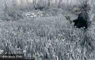 Flower Farming, Daffodils c.1891, St Mary's