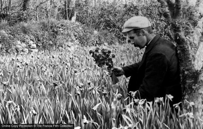 Photo of St Mary's, Flower Farming, Daffodils c.1891
