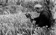 Flower Farming, Daffodils c.1891, St Mary's