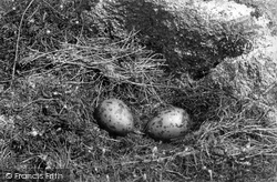 Gull's Nest 1893, St Mary's