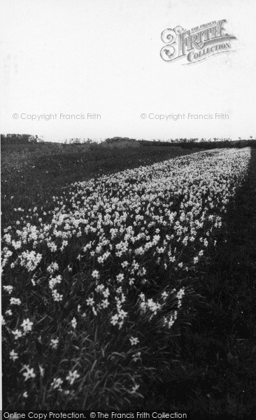 Photo of St Mary's, Narcissi Field c.1955