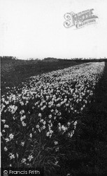 Narcissi Field c.1955, St Mary's