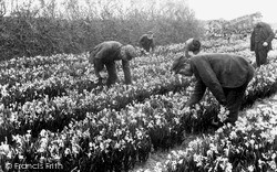 Narcissus Flower Farm c.1891, St Mary's