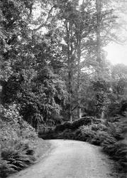 Carnanton Woods c.1910, St Mawgan