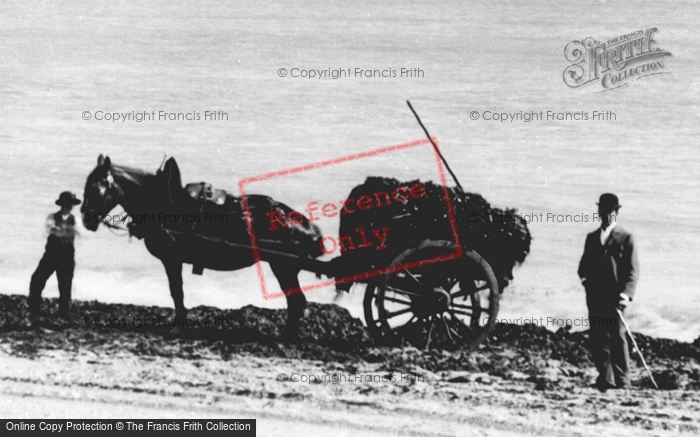 Photo of St Michael's Mount, Collecting Seaweed 1895