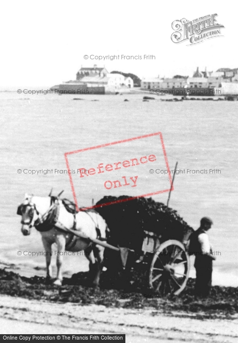 Photo of St Michael's Mount, Collecting Seaweed 1895