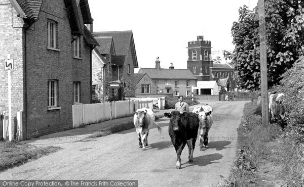 Photo of Steppingley, Driving Cows Through The Village c.1955