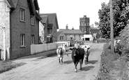 Driving Cows Through The Village c.1955, Steppingley