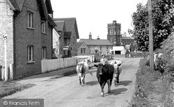 Driving Cows Through The Village c.1955, Steppingley