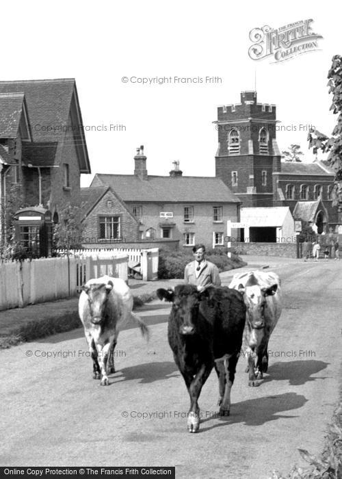 Photo of Steppingley, Driving Cows Through The Village c.1955