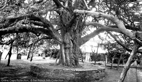 Photo of Stoke Gabriel, The Yew Tree c.1960