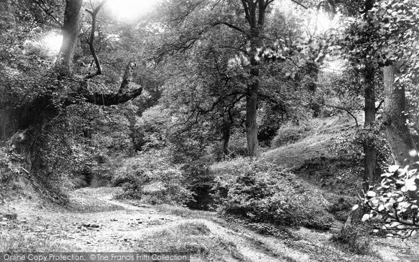 Photo of Stone, Petrefactions Wood 1900
