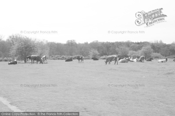 Photo of Sutton Coldfield, A Field In The Park 2005