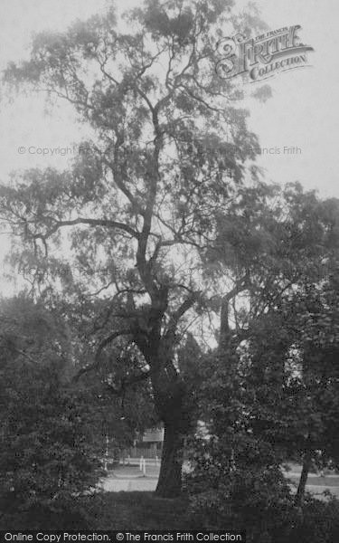 Photo of Sutton, Coronation Tree 1894