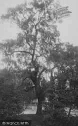 Coronation Tree 1894, Sutton