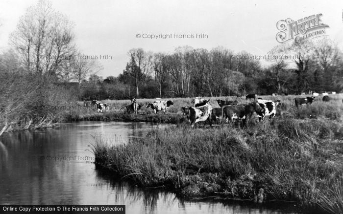 Photo of Sutton Scotney, Cattle Grazing c.1955