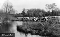 Cattle Grazing c.1955, Sutton Scotney