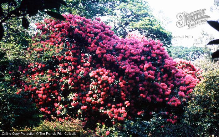 Photo of Swansea, Clyne Gardens c.1985