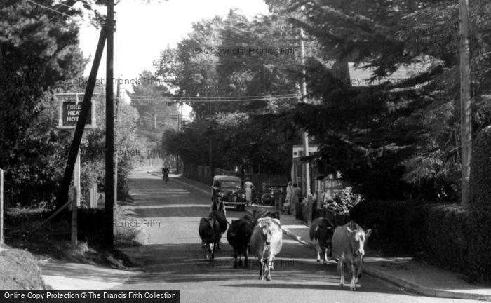 Photo of Sway, Cows By The Post Office c.1955