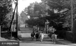 Cows By The Post Office c.1955, Sway