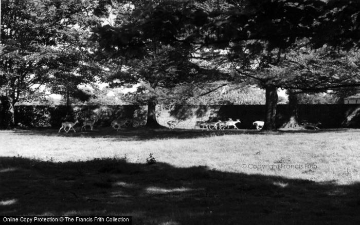 Photo of Swinton Park, Deer In The Grounds c.1960