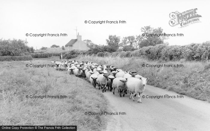 Photo of Swinton, Sheep In East Street c.1955