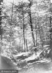 The Forest Of Dean c.1955, Symonds Yat