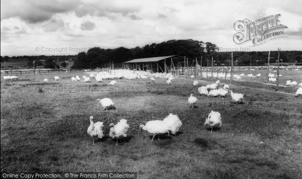 Photo of Tarvin, Hockenhull Turkey Farm c.1955