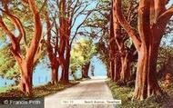 Beech Avenue c.1960, Taverham