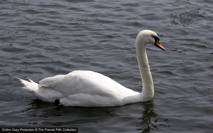 Photo of Teddington, Swan On The River 2005