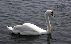 Swan On The River 2005, Teddington