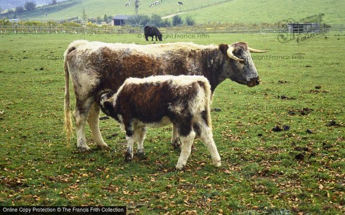 Photo of Teffont, Cow And Calf 1997