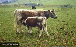 Teffont, Cow And Calf 1997, Teffont Magna