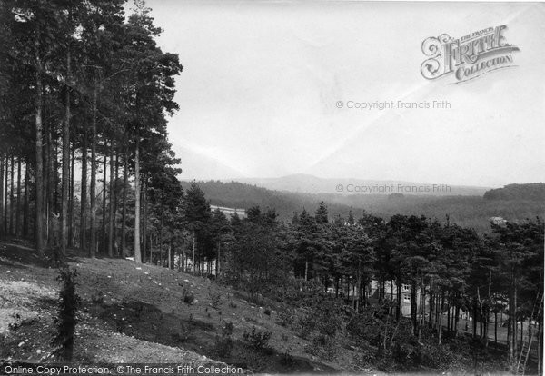 Photo of The Bourne, Pines On Fold Hill 1909