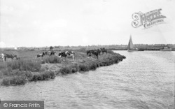 The Broads, Pastoral At St Benet's c.1931, The Norfolk Broads