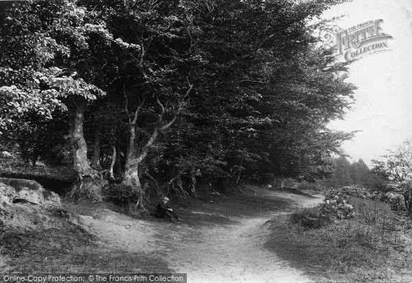 Photo of The Quantocks, Beeches, Cocker Combe 1906