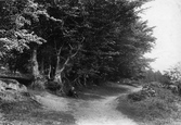 The Quantocks, Beeches, Cocker Combe 1906, Quantock Hills