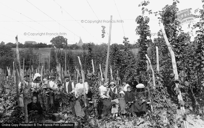 Photo of Ticehurst, Hop Pickers 1907