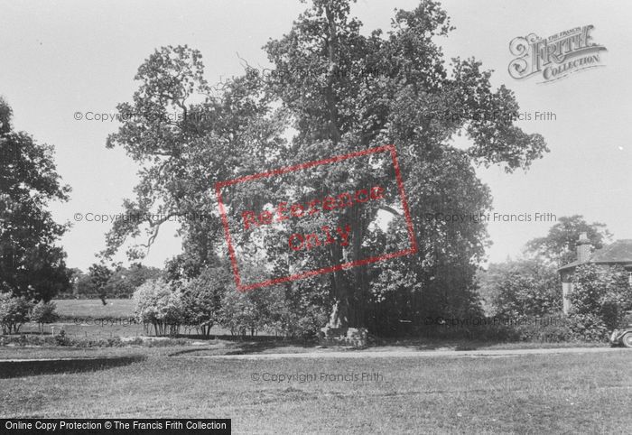 Photo of Tilford, Kings Oak, About 1,000 Years Old 1936