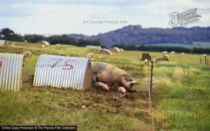 Photo of Tisbury, Outdoor Pigs, Lawn Farm 1997