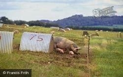Outdoor Pigs, Lawn Farm 1997, Tisbury