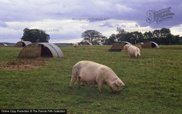 Photo of Tisbury, Outdoor Pigs, Lawn Farm 1997