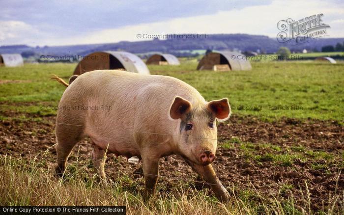 Photo of Tisbury, Pig At Lawn Farm 1997