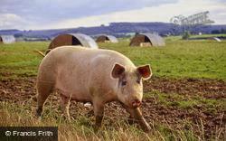 Pig At Lawn Farm 1997, Tisbury