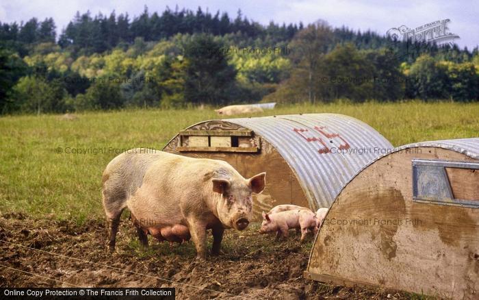Photo of Tisbury, Pigs At Lawn Farm 1997