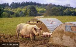 Pigs At Lawn Farm 1997, Tisbury